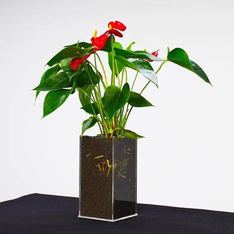 植物培育盒