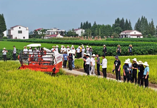 ZOOMLION Smart Agriculture supports | The world’s first unmanned (few people) smart farm of regenerated rice has a bumper harvest