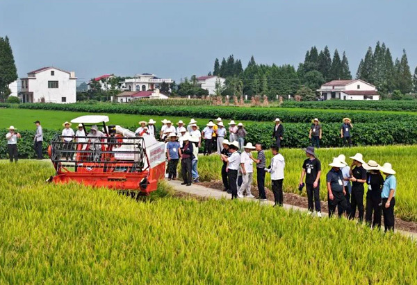中联智慧农业助力 | 全球首个再生稻无人（少人）智慧农场喜获丰收