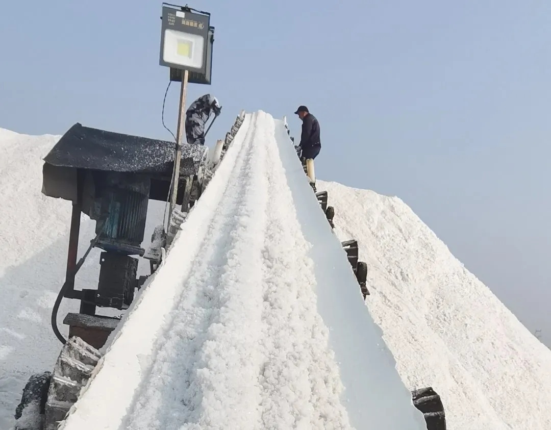 寒亭一盐场：开年第一捞，筑起“银山”启新程