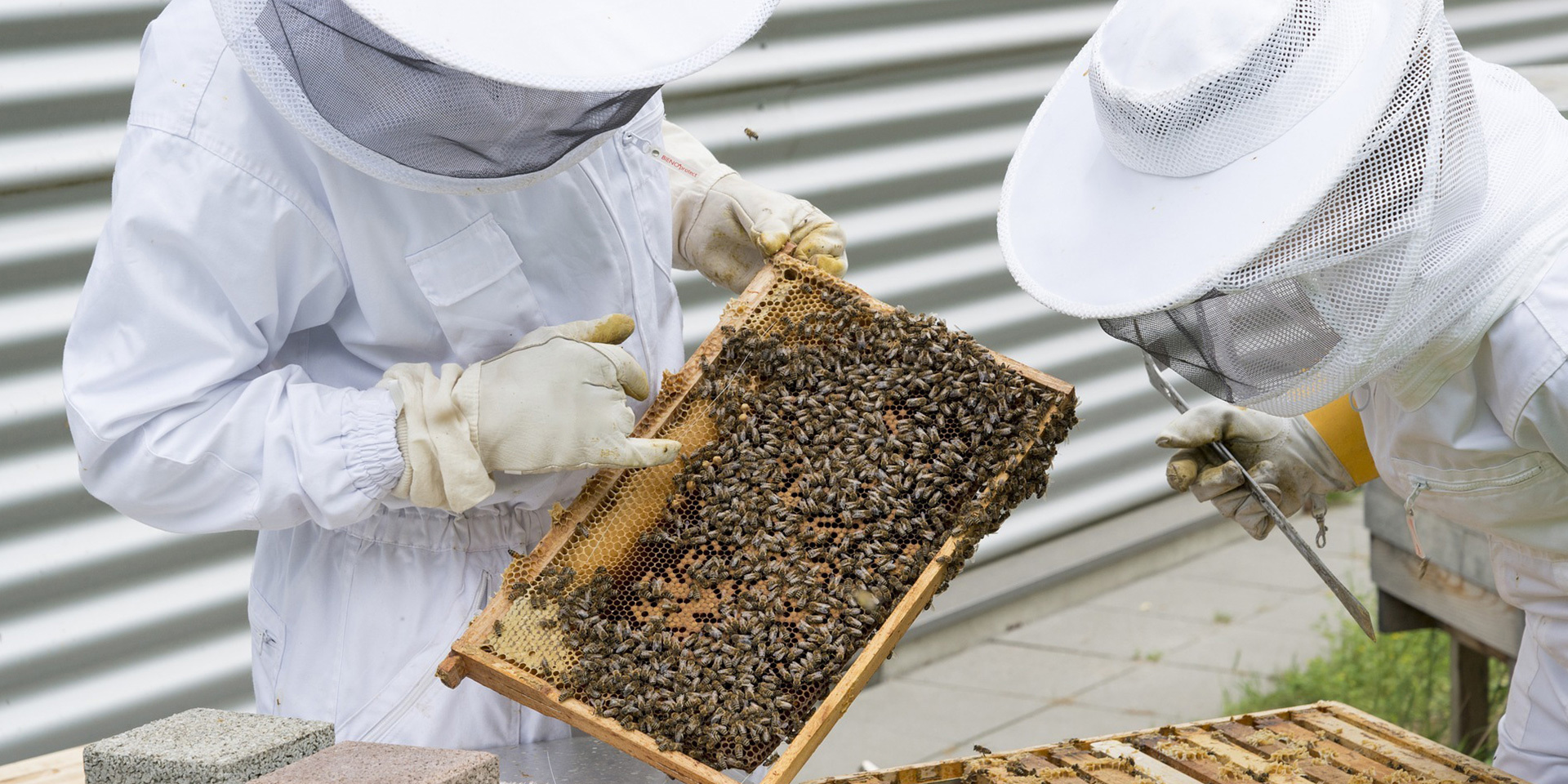 PROFESSIONAL SUPPLIER OF BEEKEEPING EQUIPMENT AND TOOLS