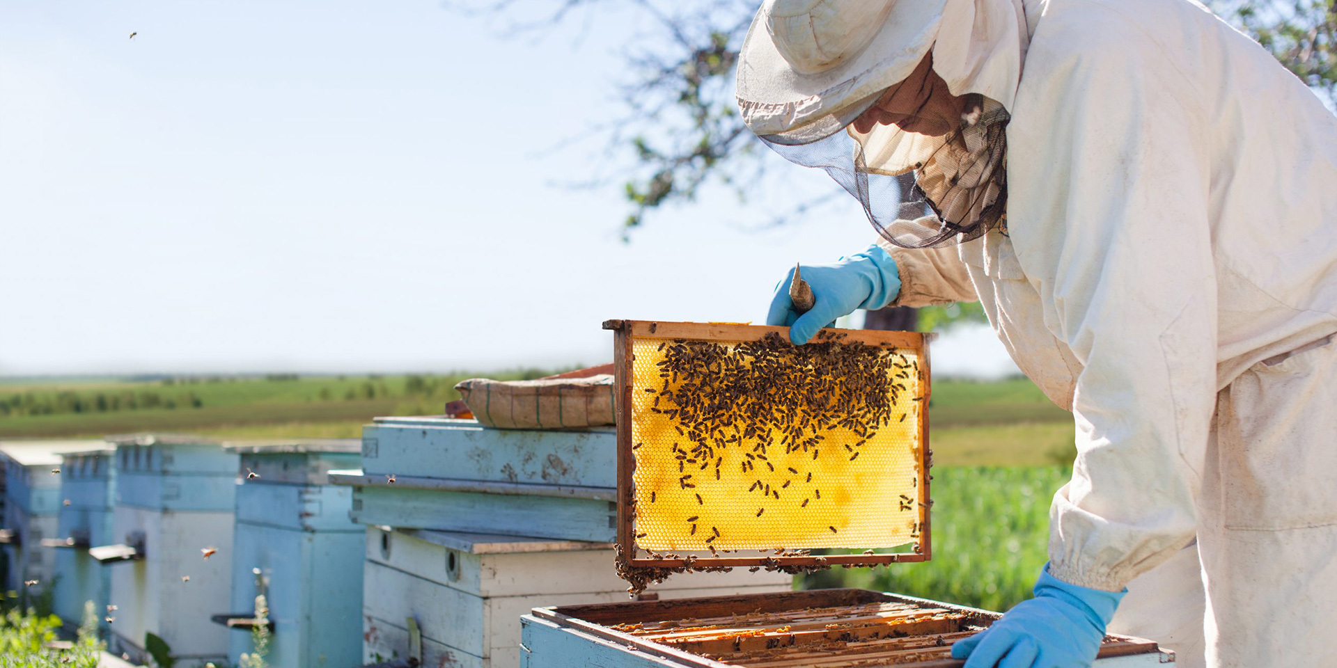 A LEADING BEEKEEPING SOLUTION PROVIDER