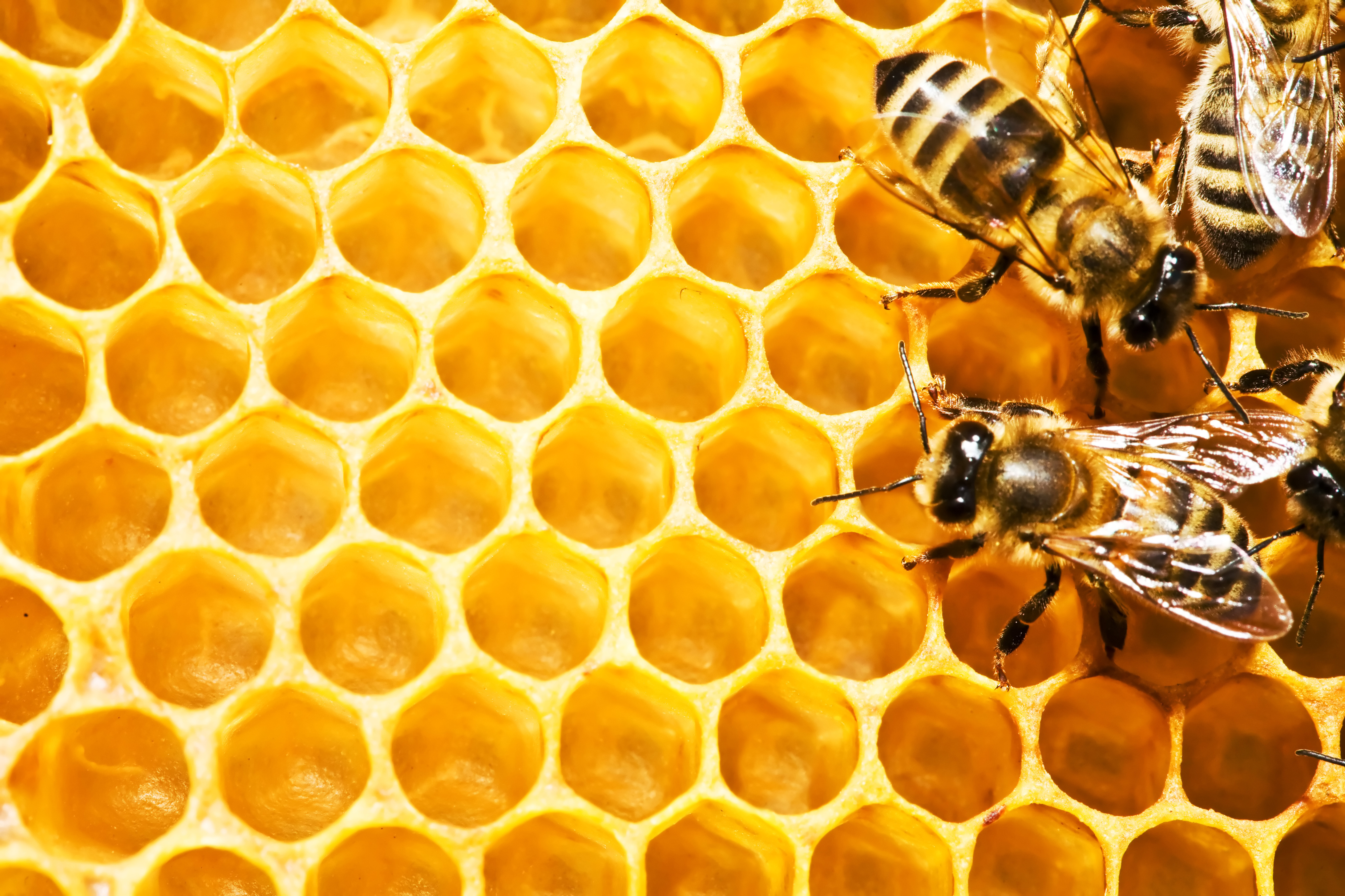 Beeswax Foundation Sheet