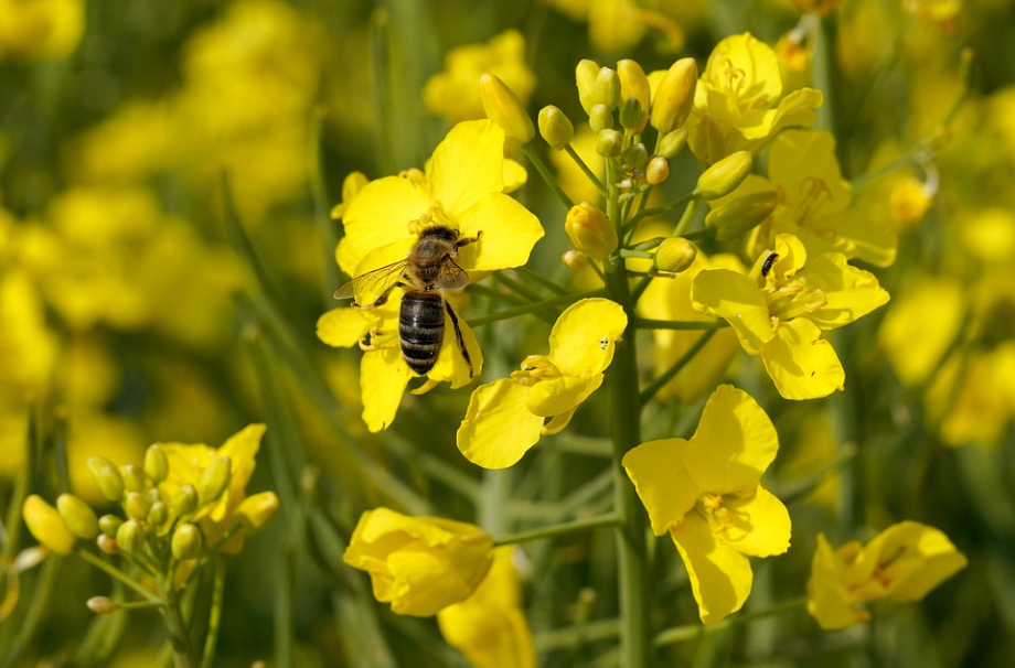 International Information | 7 Ways to Protect Bees from Pesticides