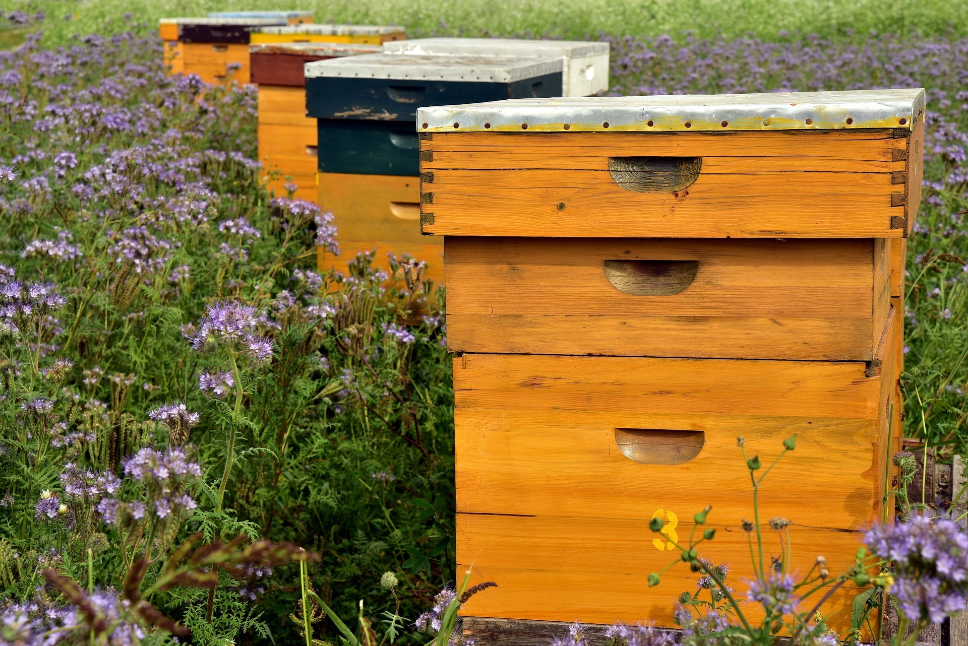 Beehive&Beehive Accessories