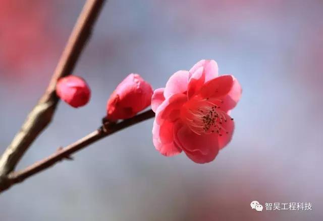 洛阳智昊工程科技有限公司