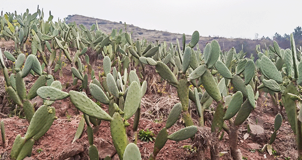 Introduction to the antioxidant properties of guava acid from cactus extract