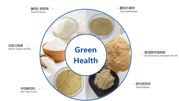 酵母β-葡聚糖工作路徑。