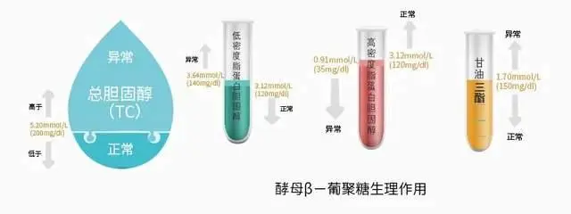 揭秘酵母β葡聚糖：為何它成為提高免疫力的不二之選？