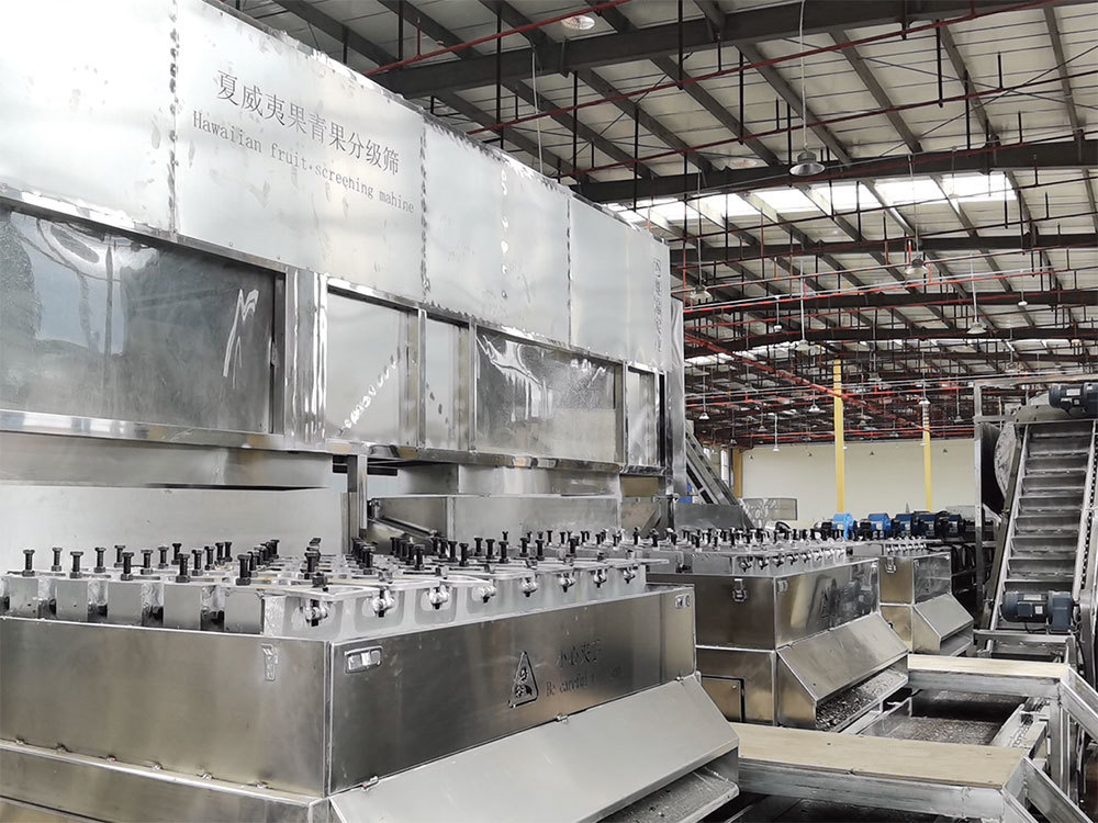 Lincang Gengma Yilan Agricultural (supplier of BE&CHEERY) CNC automation preliminary processing, deep processing, deep and intensive nut processing