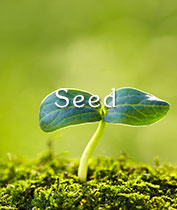 Seed