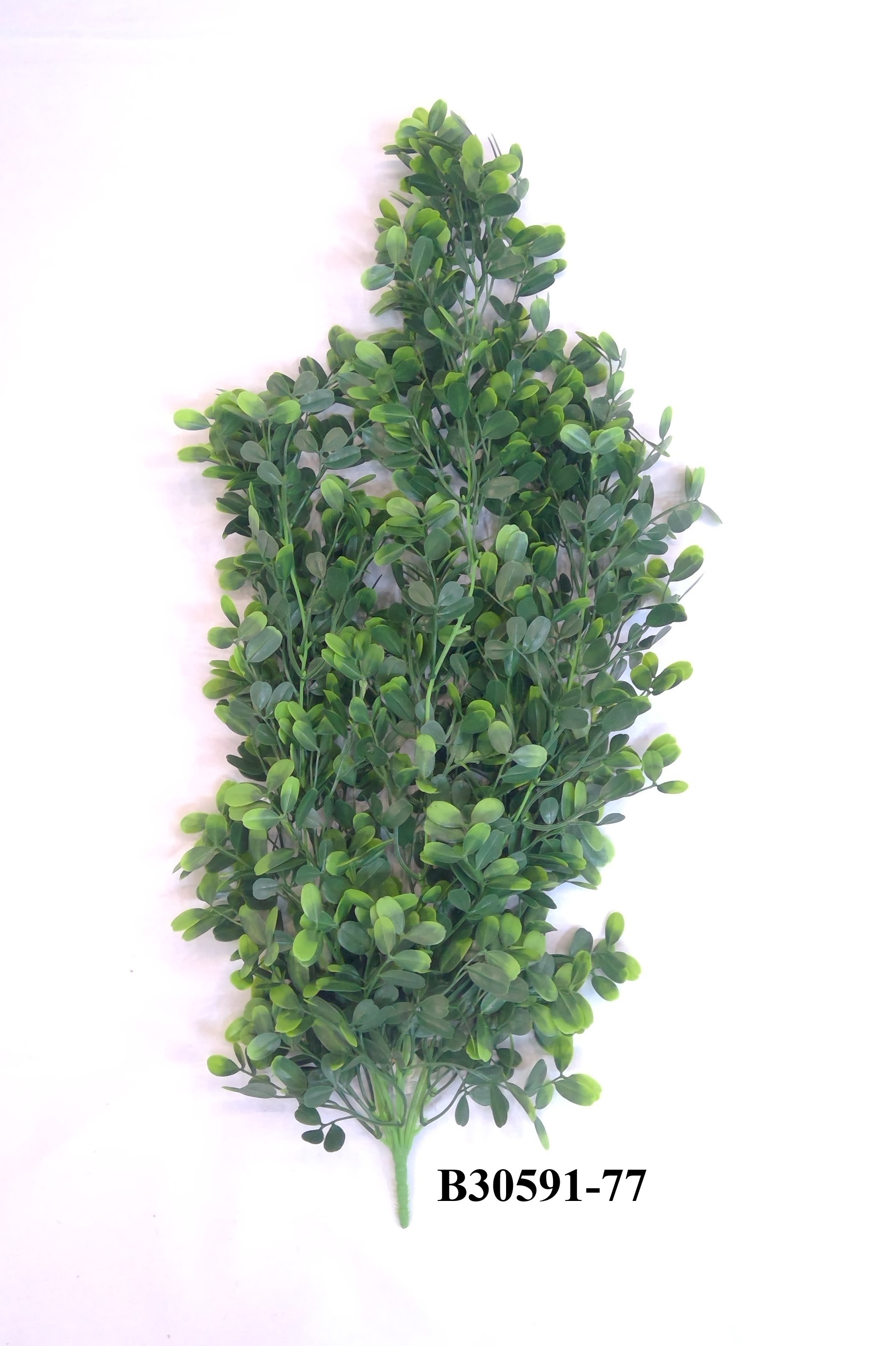 水草