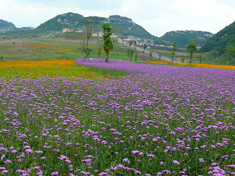 贵州水城县野鸡坪万亩花海