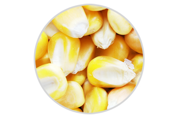 Corn kernel supplier