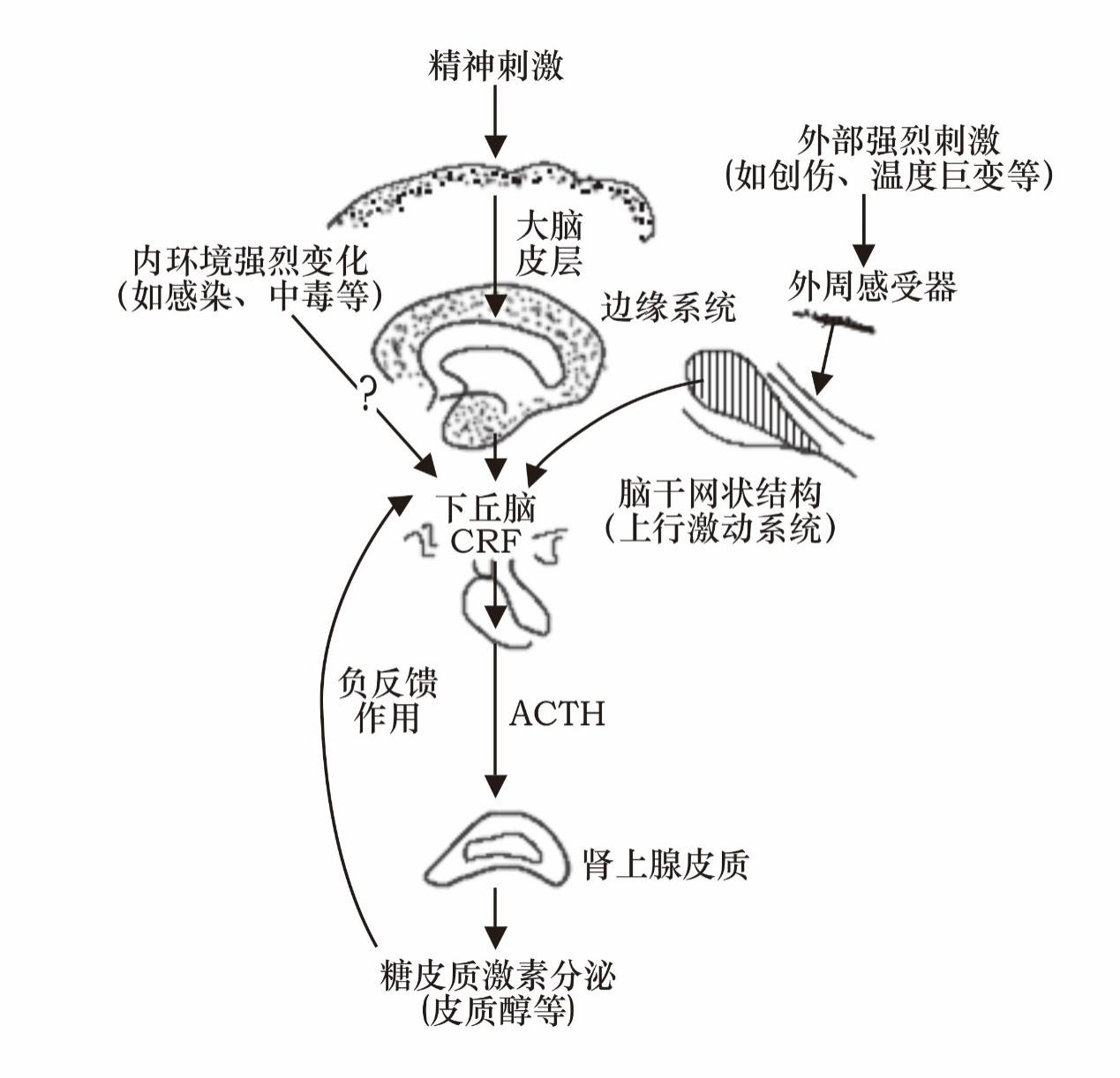 肾上腺轴图片