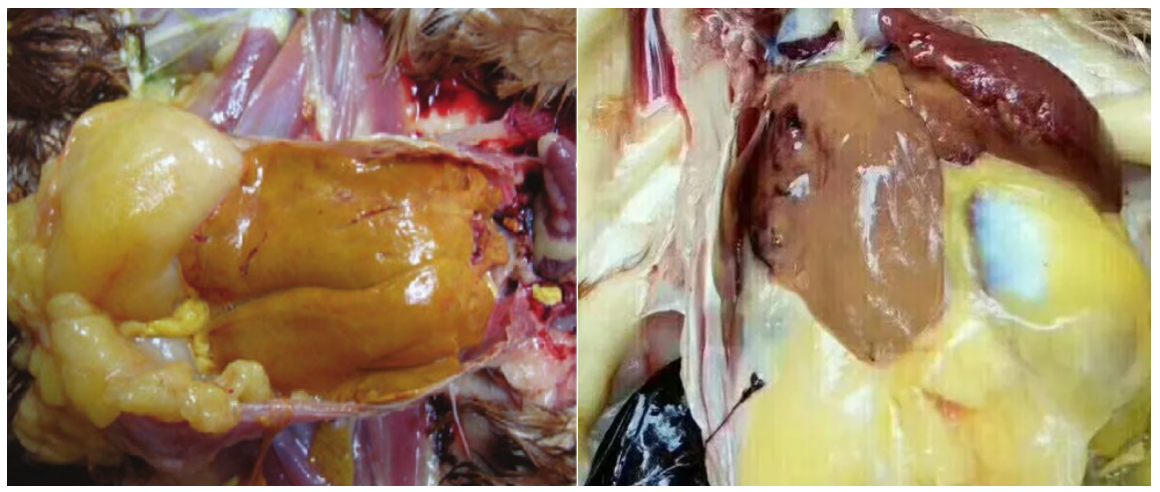 蛋鸡脂肪肝图片图片
