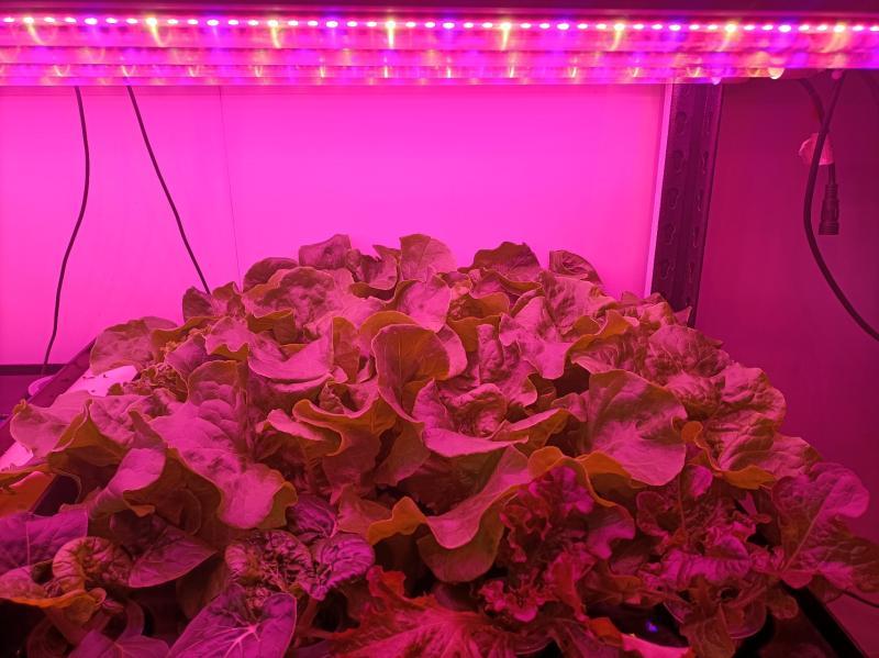 Full Spectrum Two LED Grow Lights for Indoor Growing Leafy Vegetables