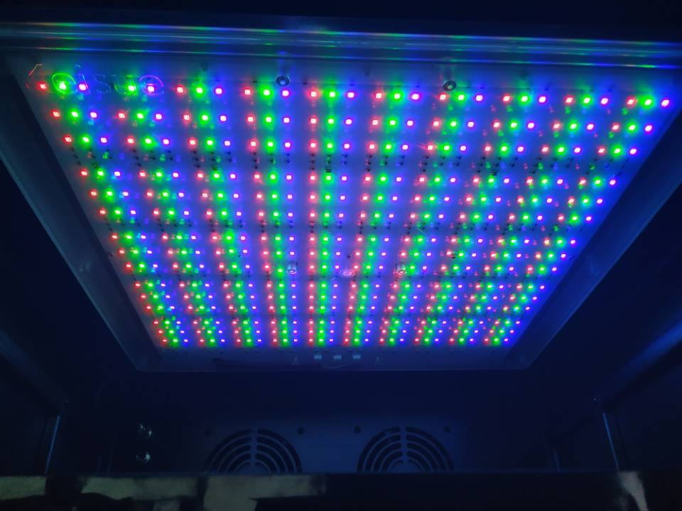 XX