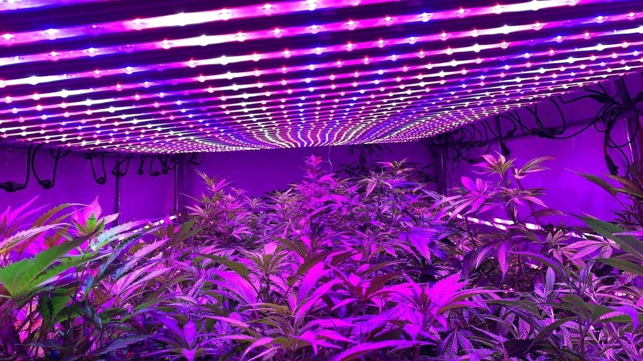 Indoor LED Grow Lights Projects