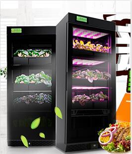 Keisue Smart Control Indoor Hydroponic Vertical Farm KES1.0 Growth Shows