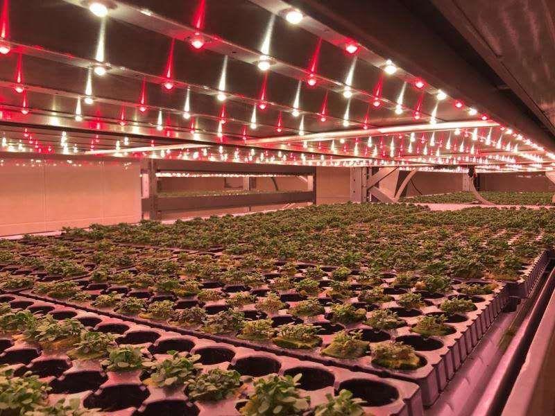 室内植物灯项目与现代农业的可持续发展！