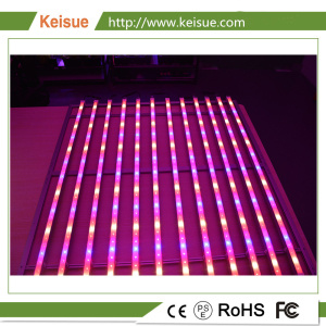 Keisue照明设备，全光谱LED植物灯，用于植物工厂、垂直农场、室内种植