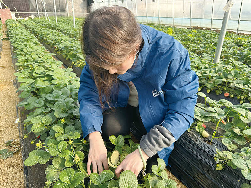 郑州草莓种植基地