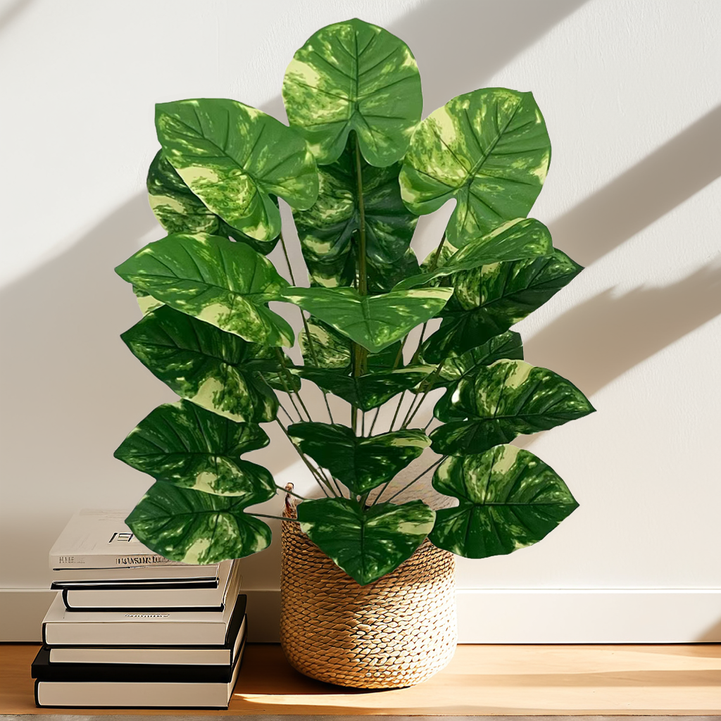 綠植花斑綠蘿
