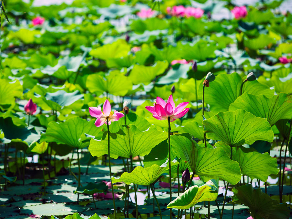 夏季大明宫