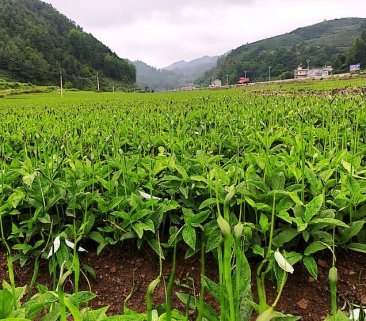 貴州德瑞堂中藥材有限公司-德瑞堂中藥材,半夏種植,半夏種子,半夏加工