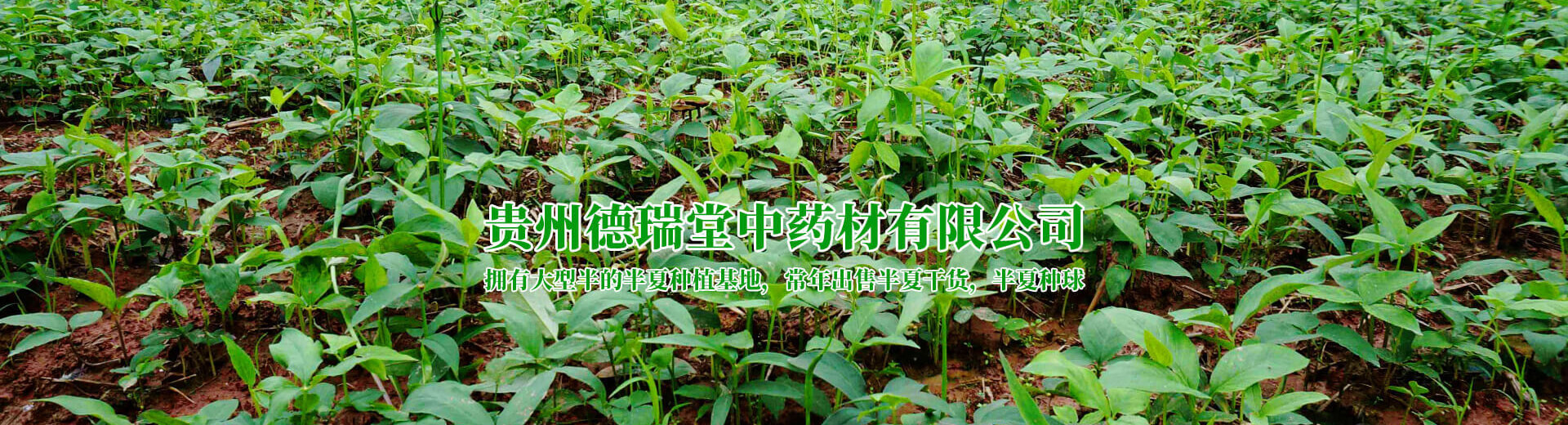 關(guān)于我們