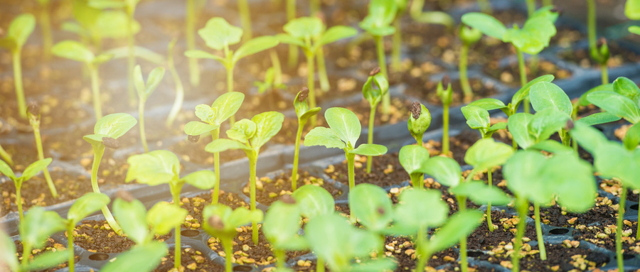The Ministry of Agriculture and Rural Affairs of the National Development and Reform Commission jointly issued a plan to deploy the construction of modern seed industry upgrading projects in the 14th Five-Year Plan