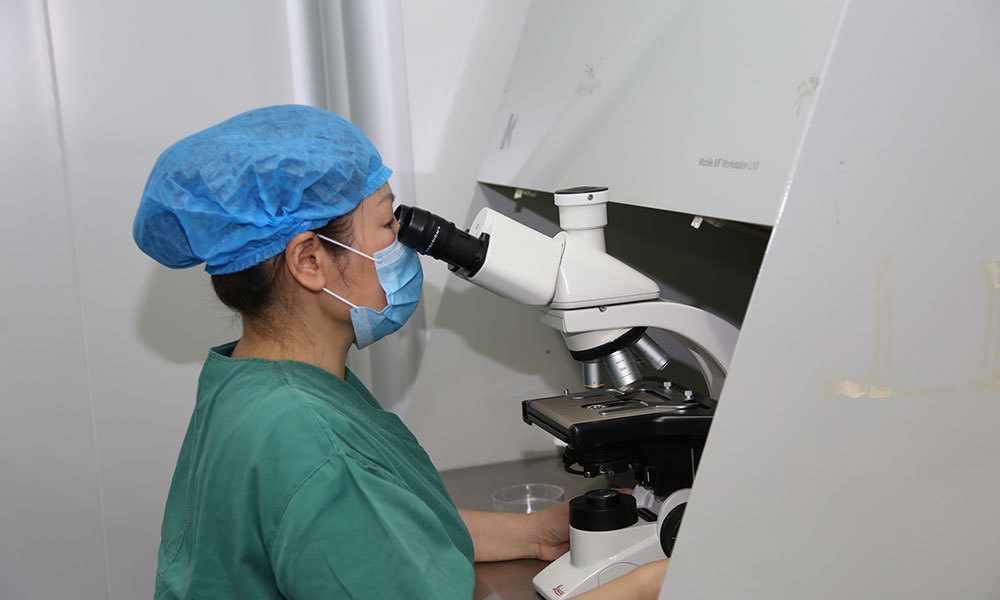生殖技术研究室主任张丽在人工授精精液优化处理中进行精子的观察及计数