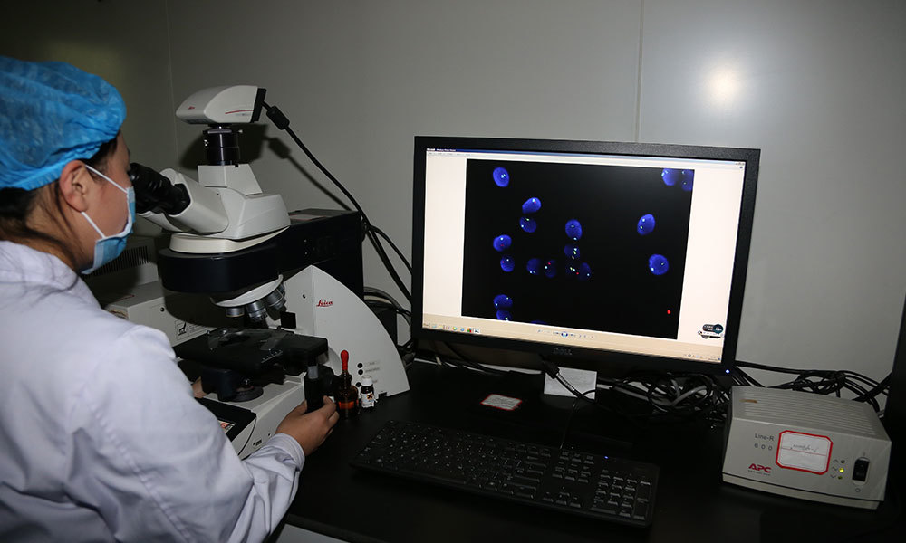 Leica-荧光倒置显微镜，人精子染色体荧光原位杂交实验