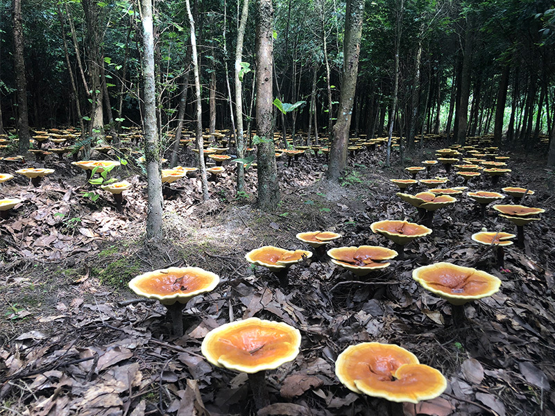 靈芝，病前病后都能吃