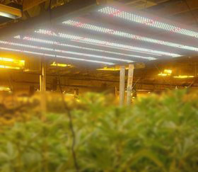 Application field of plant lamps Application field of plant lamps