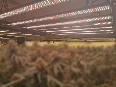 Application field of plant lamps Application field of plant lamps