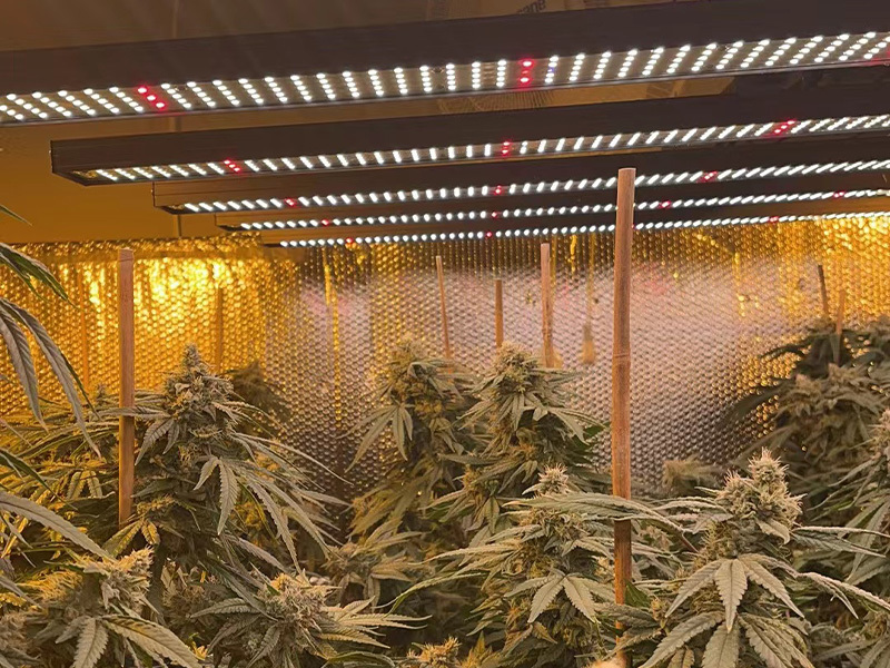 Campo de aplicação das lâmpadas para plantas Campo de aplicação das lâmpadas para plantas
