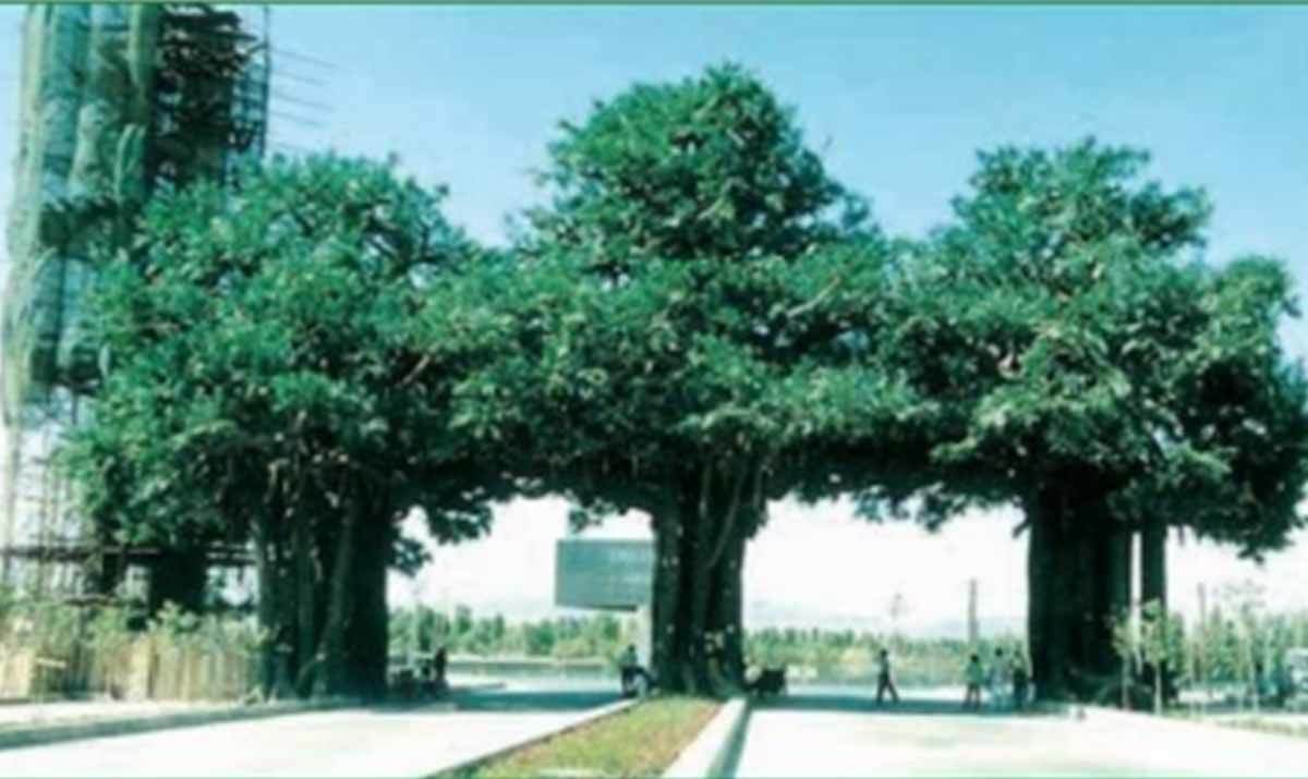 新疆乌鲁木齐经济技术开发区水泥塑树