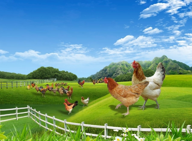 养鸡网：散养土鸡营销活动需要考虑的几大关键因素