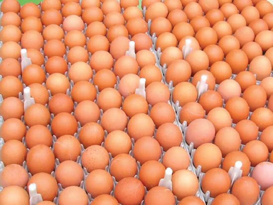 鸡蛋零售价格跌破“下线”每斤2.6元