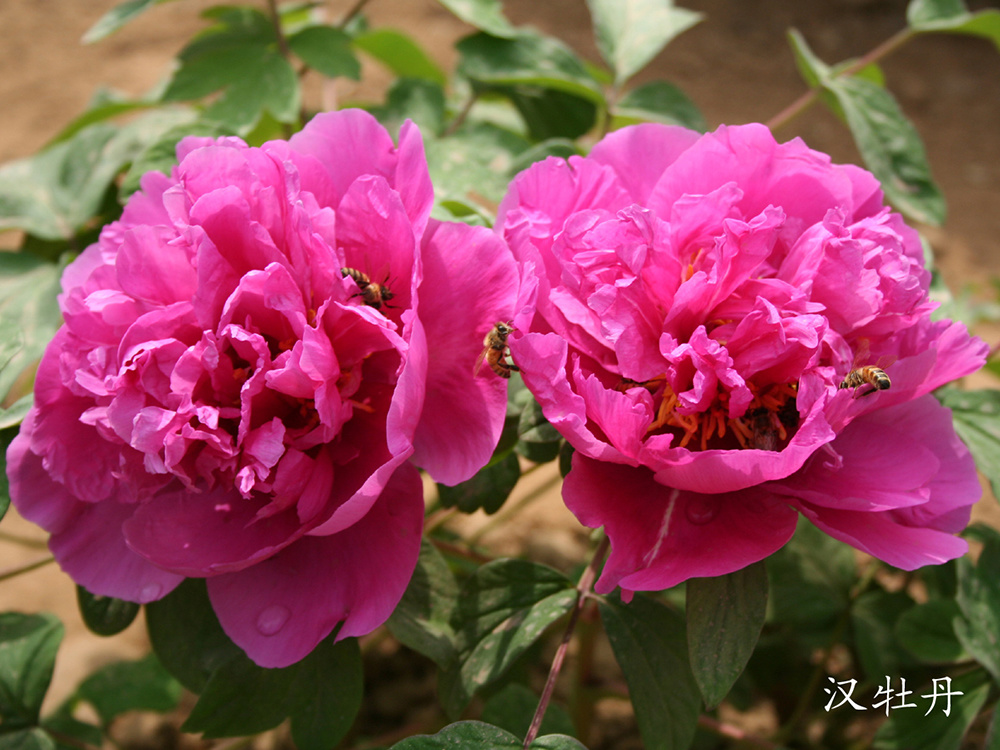 Han Peony