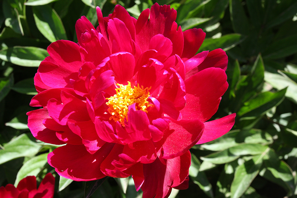 Paeonia lactiflora Pall