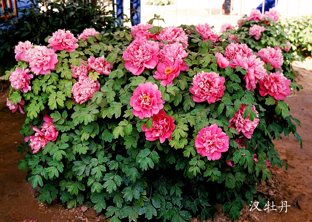 중국 Paeonia suffruticosa