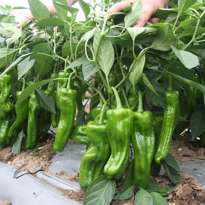 農業(yè)種植