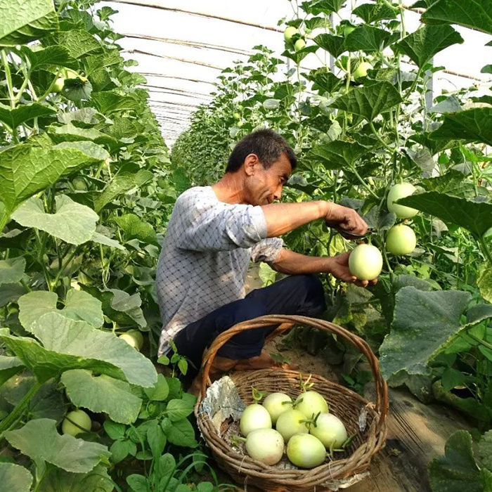 農業(yè)種植