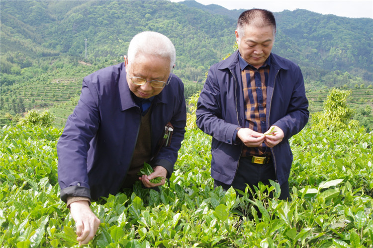 新澳门全年免费原料网