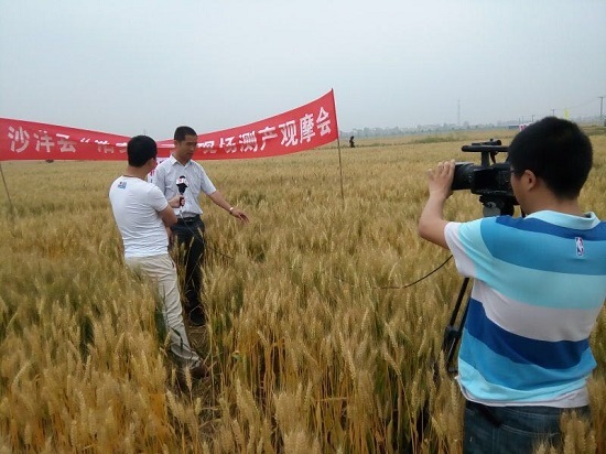 红麦品种何其多,浩麦一号最稀缺——沙洋李市镇现场会纪实