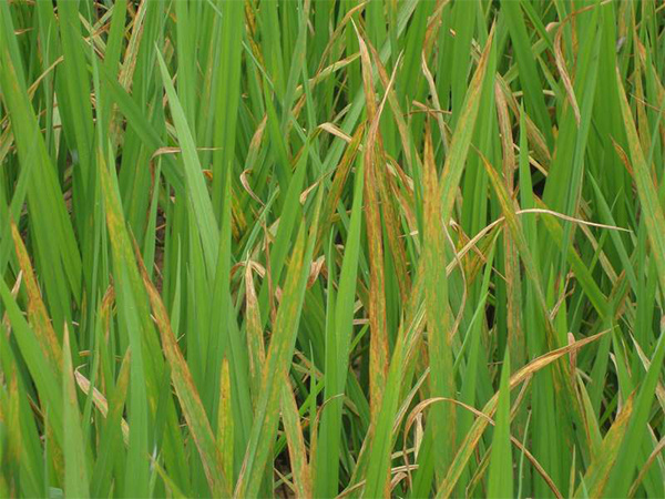 水稻胡麻斑病、细菌性条斑病的防治