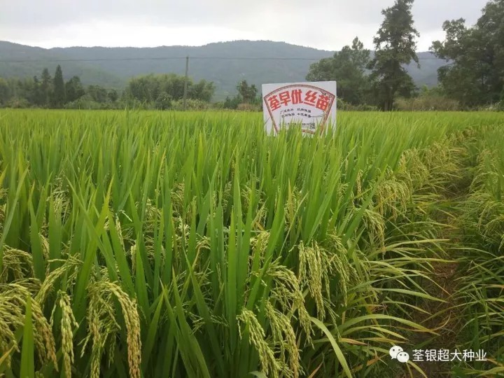 丝苗来袭,直播无敌——荃早优丝苗